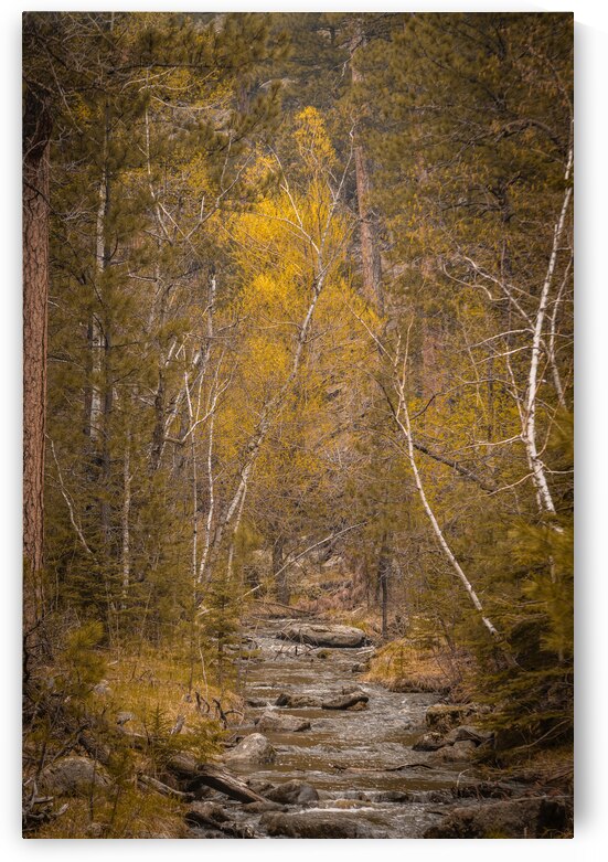 Wilderness Whispers: Grace Coolidge Creek by Dream World Images