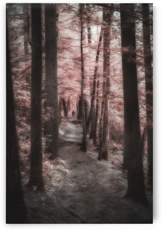 Pink Path -1 by Dream World Images