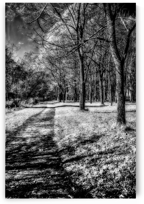 Enchanted Pathways: A Monochrome Overture by Dream World Images