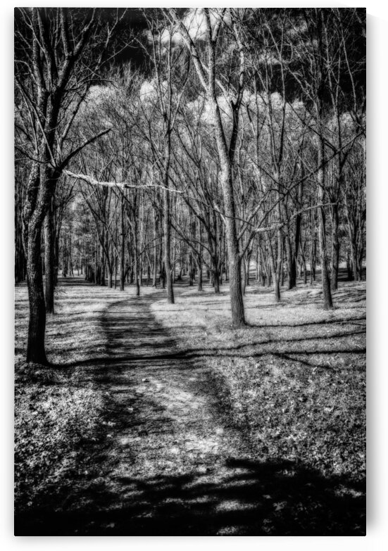 Solitary Trails: Eerie Path Near Knoxville by Dream World Images
