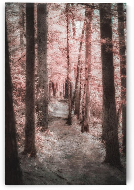 Mystical Forest Walk by Dream World Images