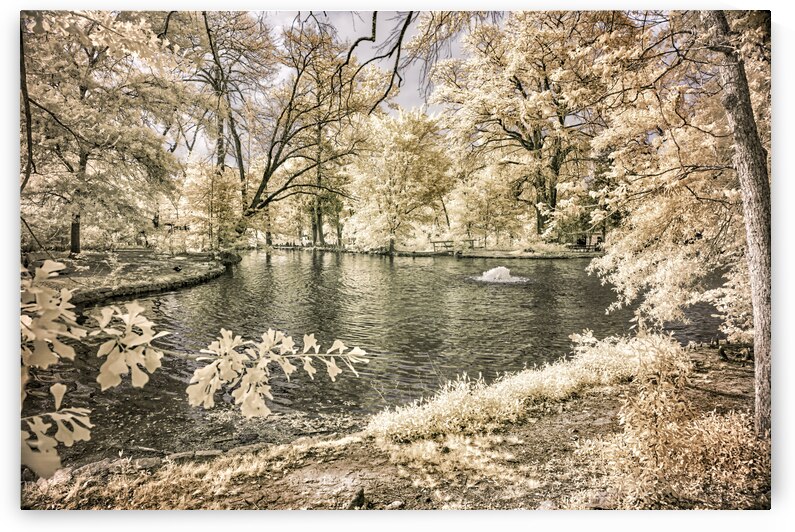 Lake Edge and Overhanging Branches: Sam Houston Site by Dream World Images