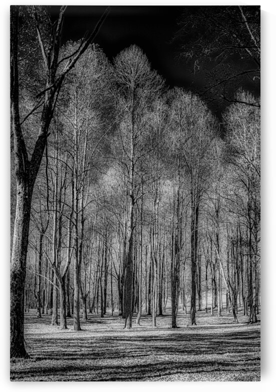 Winters Monochrome Symphony: A Stark Journey Through Knoxvilles Enchanted Woodlands by Dream World Images