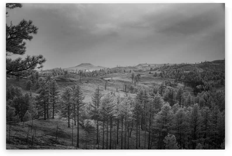 Shadows of The Pines: Exploring the Wilderness of Custer State Park by Dream World Images