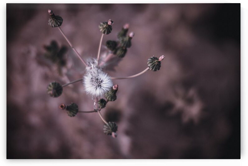 Whispers of Nature: Capturing the Essence of Dandelion Seeds by Dream World Images
