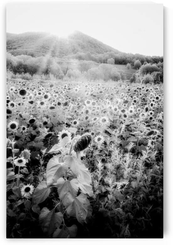 Sunflower Setting by Dream World Images