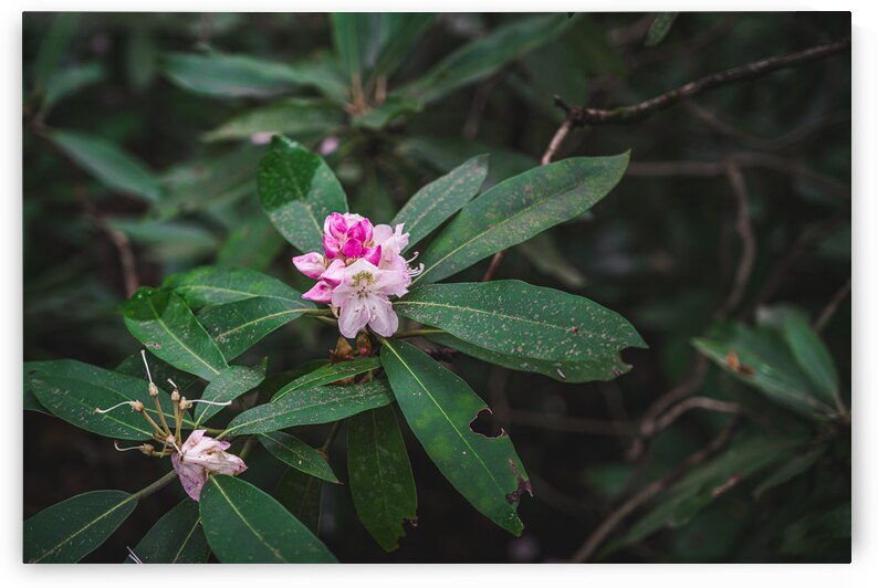 Rhodie - 2 by Dream World Images