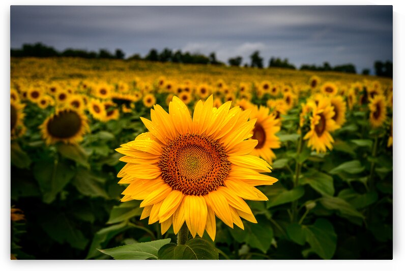 Single Sunflower by Dream World Images