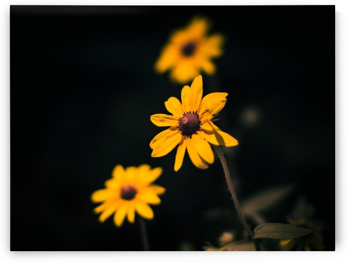 Natures Palette: Full Spectrum Imagery Showcasing Tennessees Black-Eyed Susan Blossoms by Dream World Images