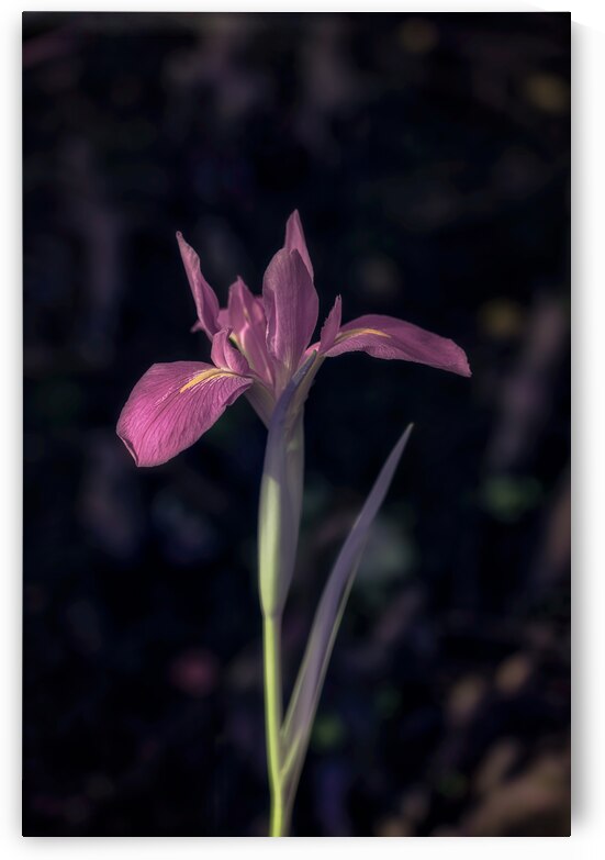 Texas Flower by Dream World Images