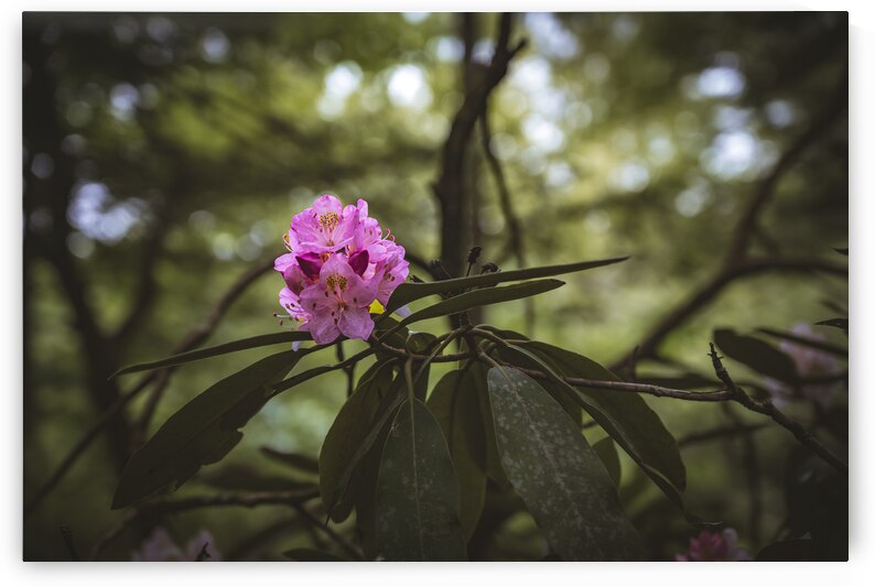 Rhodie - 1 by Dream World Images
