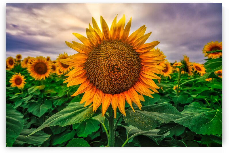 Sunset sunflower by Dream World Images
