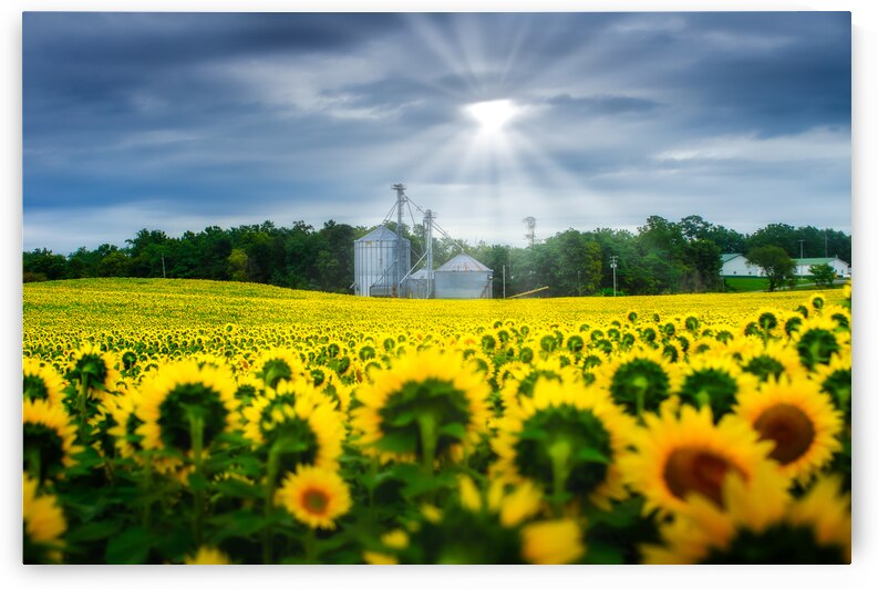 All Hail: A Golden Tapestry of Sunflowers Basking in Sunlight by Dream World Images