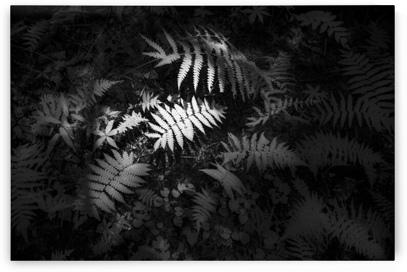 Lighted Fern by Dream World Images