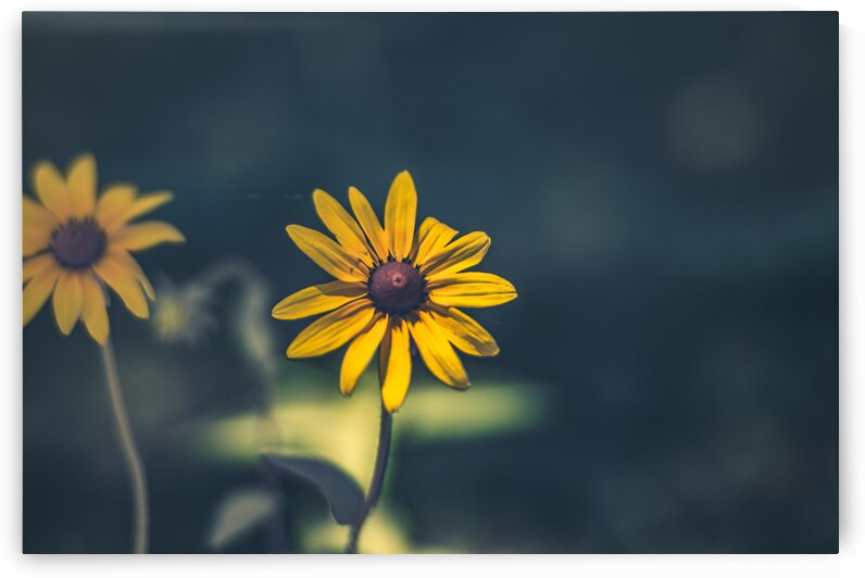 Vibrant Blooms: Full Spectrum Photography of Black-Eyed Susan Flowers in Tennessee by Dream World Images