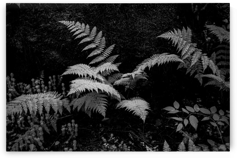 Ferns - 1 by Dream World Images