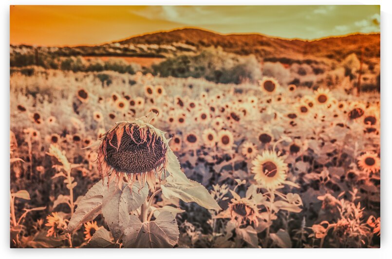 Dying Sunflowers by Dream World Images