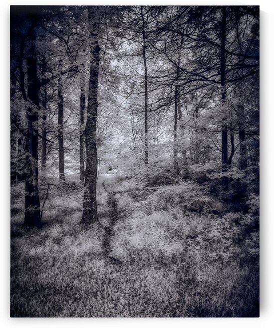 Whispers of the Forest: A Mystical Pathway Home by Dream World Images