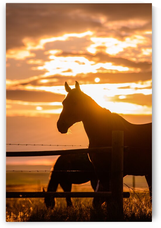 Sunset Silhouette: Portrait of Ernie by Dream World Images