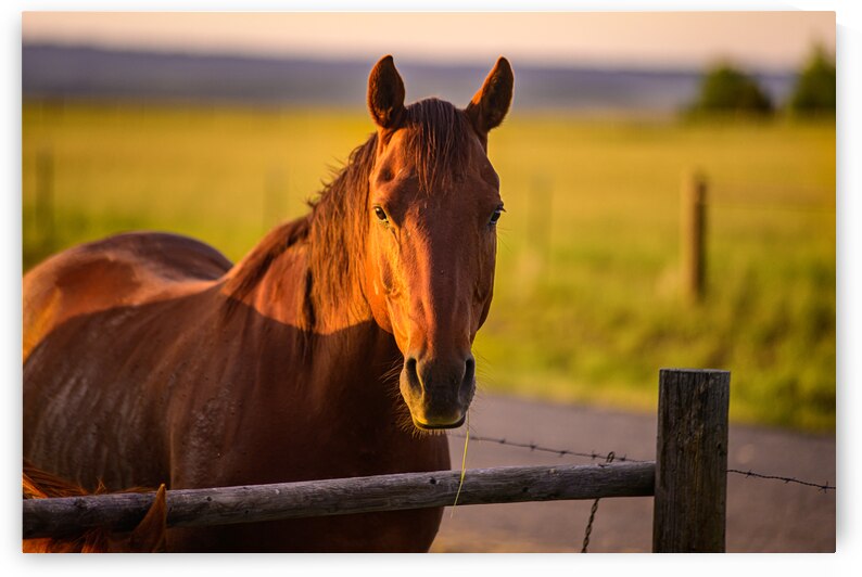 Equestrian Elegance: Ernie at Sunset by Dream World Images