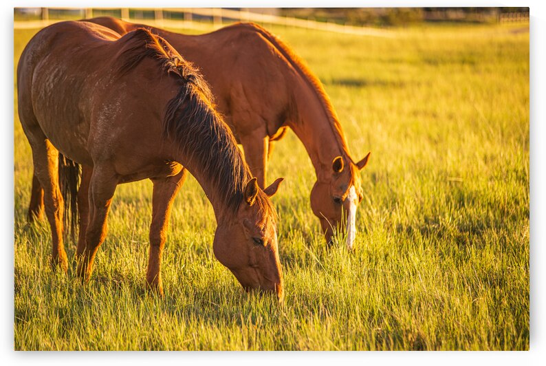 Golden Grazing by Dream World Images