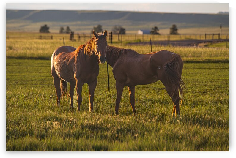Equine Harmony in Billings by Dream World Images