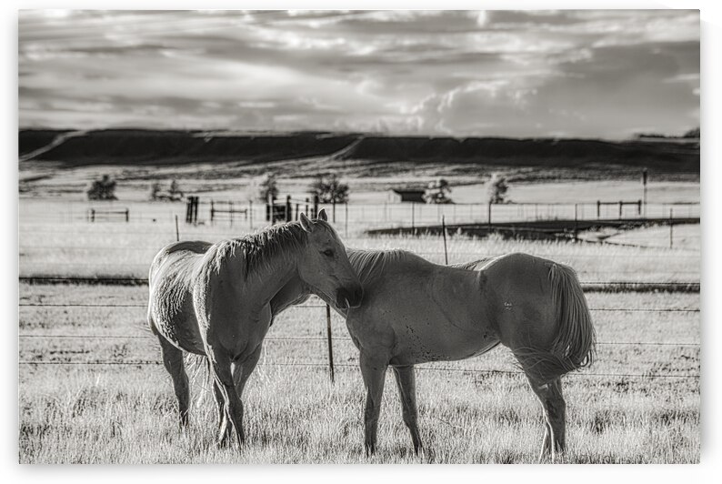 Equine Connection by Dream World Images