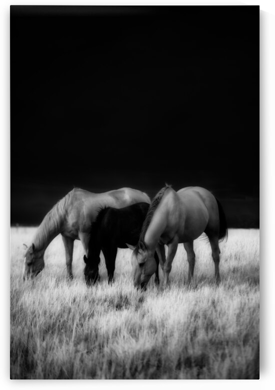 Black Horse Hiding: A Montana Ranch Trio in Infrared Harmony by Dream World Images