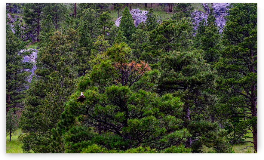 Old Baldy by Dream World Images