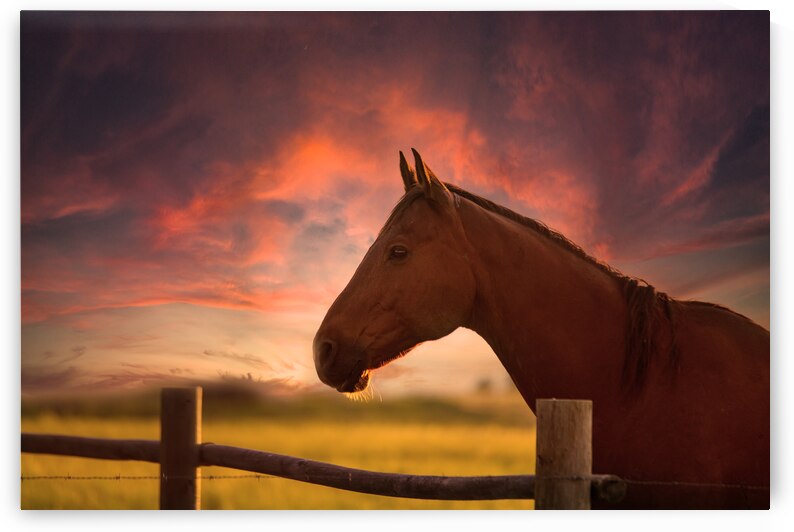 Ernie at sunset by Dream World Images