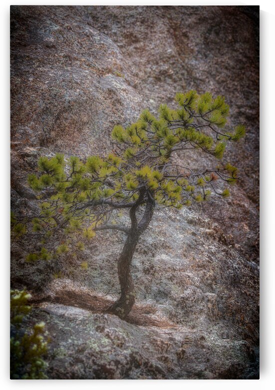 Solitary Pine on Granite: A Snapshot of Sylvan Lakes Tranquility by Dream World Images