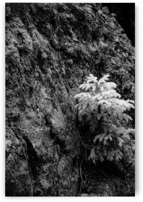 Small Pine on a Rock by Dream World Images