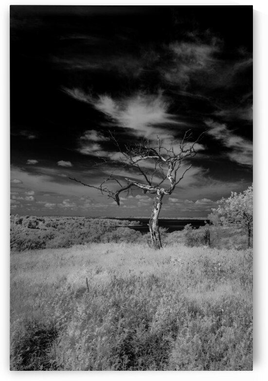 Cedar Hill Lone Tree - 3 by Dream World Images