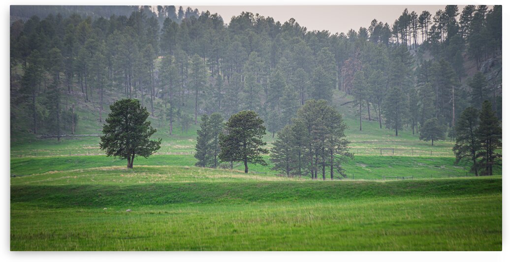 Wildlife Loop by Dream World Images