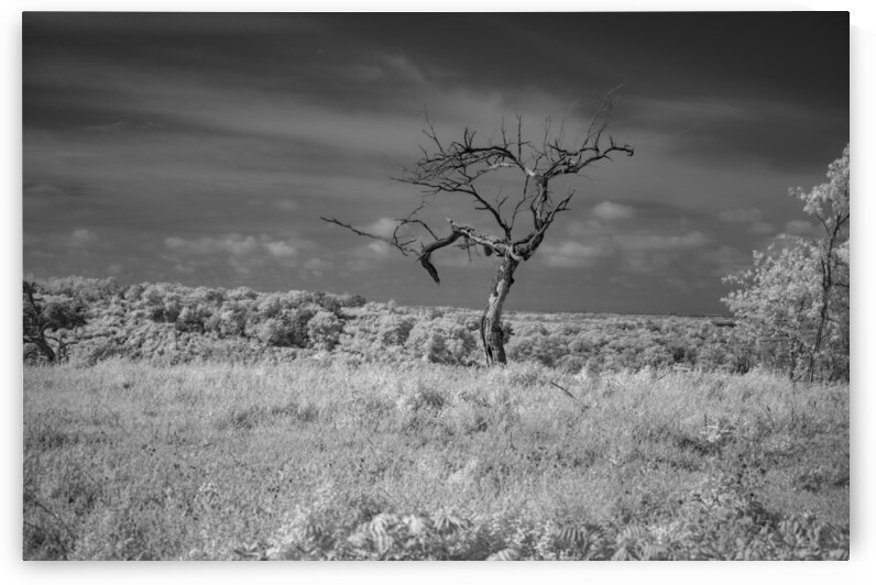 Cedar Hill Lone Tree - 1 by Dream World Images