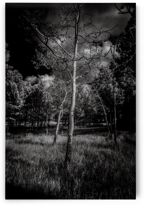Ansel Aspen Reverie: Capturing the Spirit in Infrared by Dream World Images