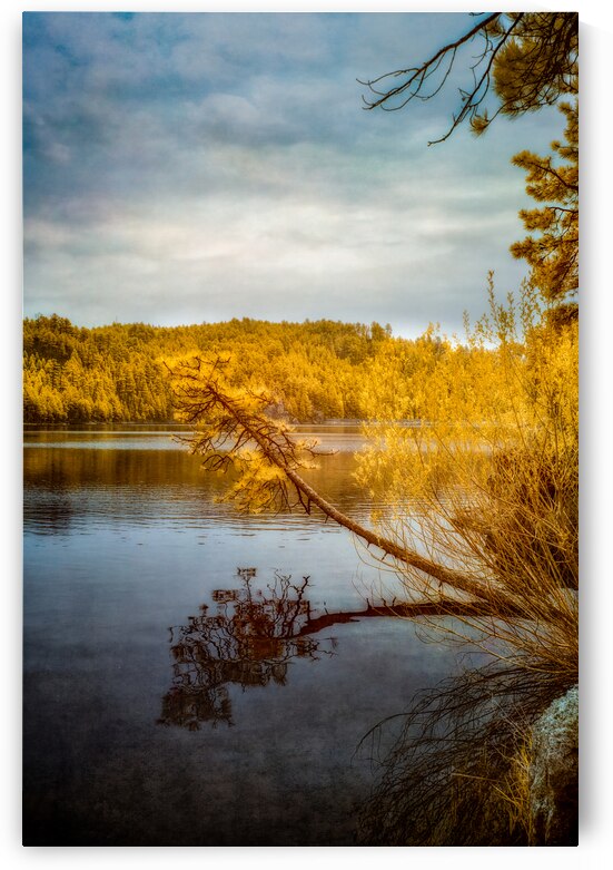 Shadows and Reflections: Overhanging Trees on Center Lake by Dream World Images