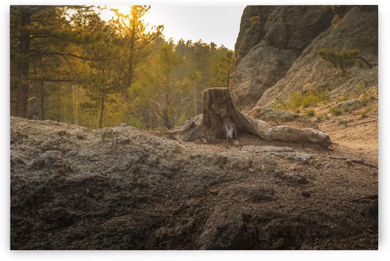 Weathered Stump by Dream World Images