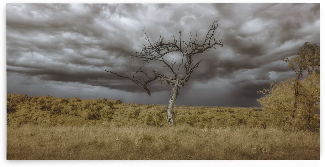 Cedar Hill Lone Tree - 2 by Dream World Images