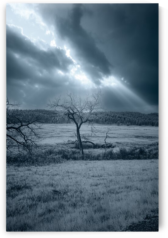 Solace in Solitude: A Blue Lighted Tree in Infrared by Dream World Images