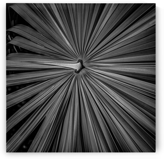 Palm Symmetry Elegance by Dream World Images