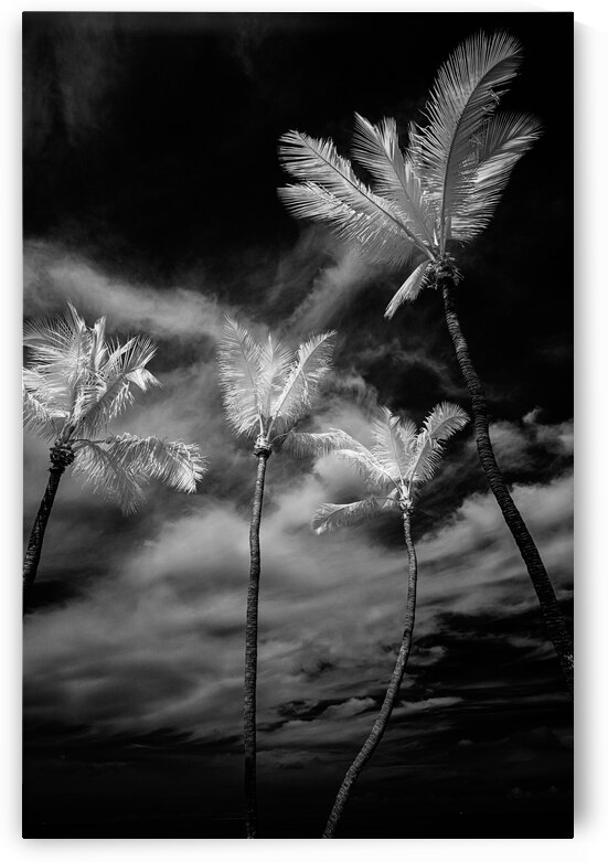 Island Harmony: A Silver Palms Symphony in the Florida Keys by Dream World Images