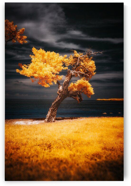 Golden Guardian: A Mystical Tree on Sunshine Key by Dream World Images