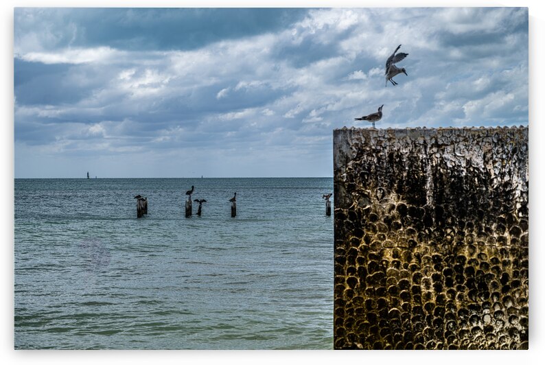 Anniversary Serenity: Discovering a Seagull Ballet and Gulf Views in Key West by Dream World Images