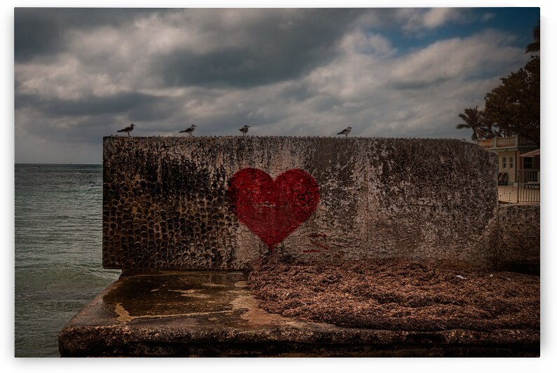 Hearted Seagulls by Dream World Images