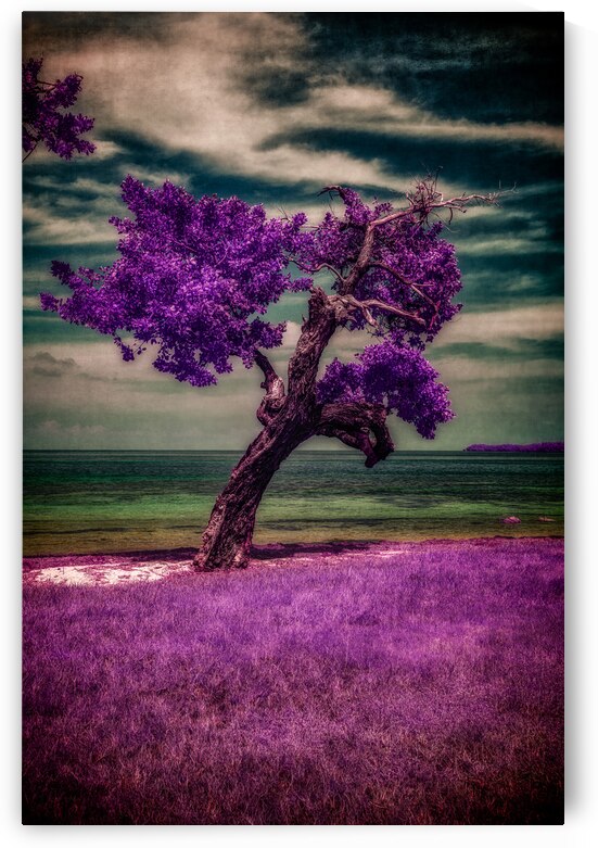 Purple Beach Tree: A Tranquil Portrait of Sunshine Keys Coastal Charm by Dream World Images
