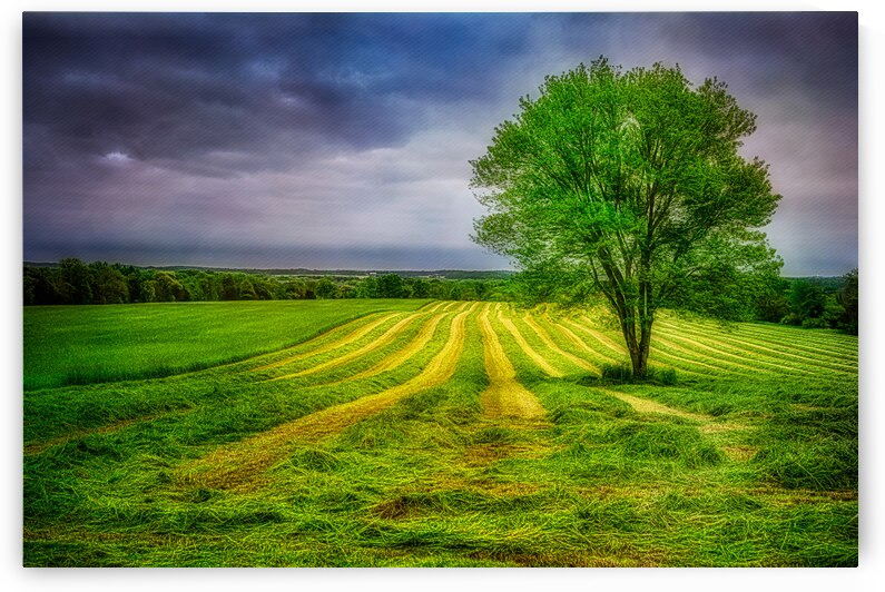 Verdant Harvest by Dream World Images