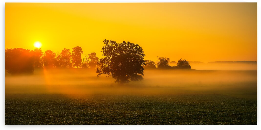 Dawns Embrace: Misty Tree in Gettysburg by Dream World Images