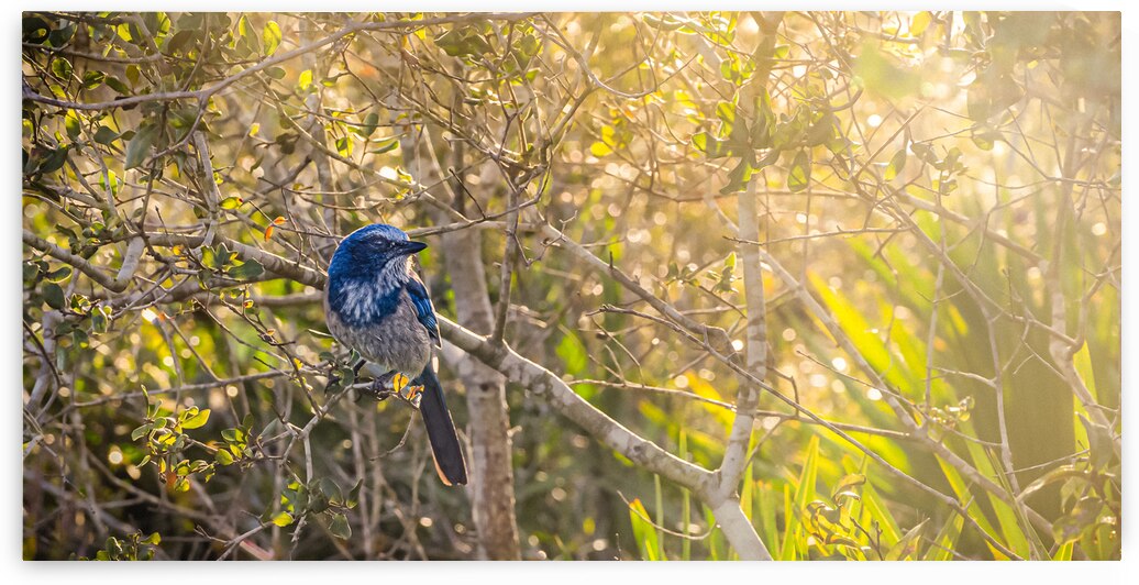 A Feathery Connection: Bluebird Serendipity by Dream World Images