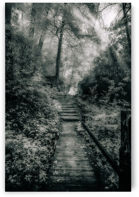 Enchanted Path: A Rain-Kissed Journey in Natural Bridge State Park by Dream World Images